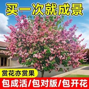庭院海棠树苗绿化盆栽耐寒植物室外四季盆栽垂丝西府北美海棠花树