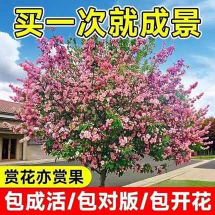 庭院海棠树苗绿化盆栽耐寒植物室外四季盆栽垂丝西府北美海棠花树