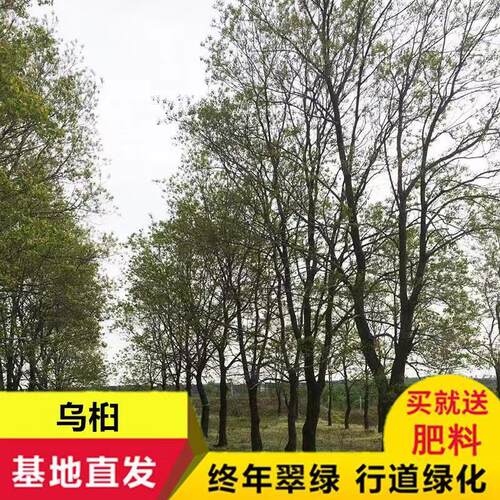 乌桕树苗木子树庭院别墅基地直销优质绿化苗行道树