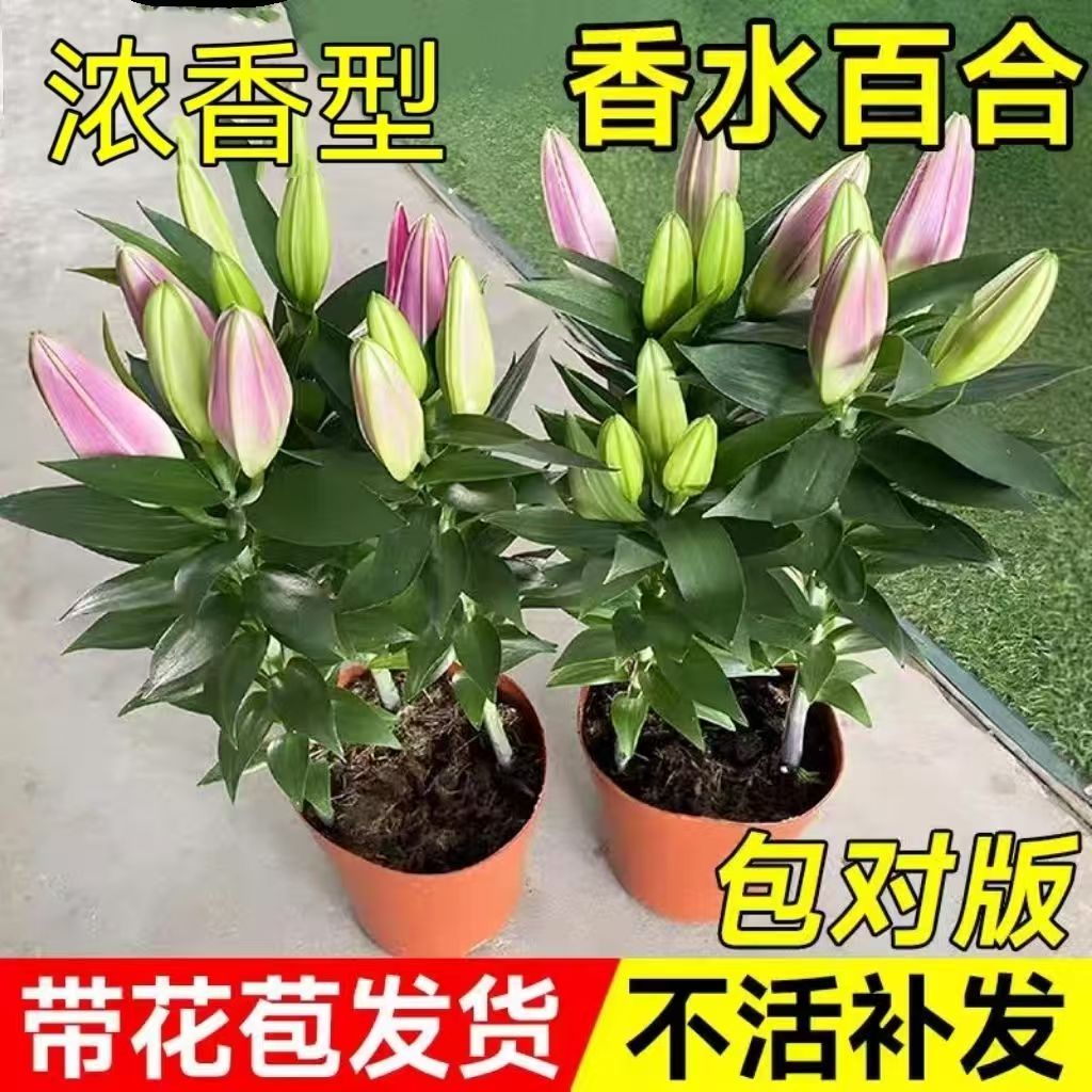 香水百合盆栽带花苞浓香四季开花图片