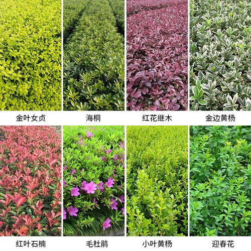 红叶石楠红花继木小苗迎春花毛杜