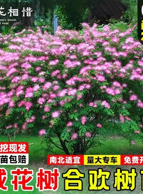 合欢花树苗绒花树行道风景大树庭院耐寒工程绿化乔木南北适宜种植