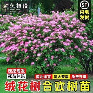 合欢花树苗绒花树行道风景大树庭院耐寒工程绿化乔木南北适宜种植