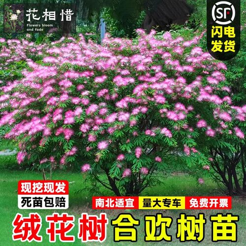 合欢花树苗绒花树行道风景大树庭