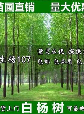 白杨树苗 白杨树 杨树苗 107速生杨树苗 河提植树造林 3804白杨苗
