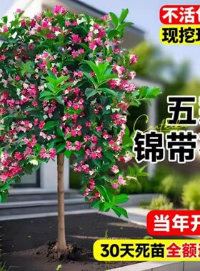 五彩锦带花树苗庭院种植红王子锦带花苗室内盆栽大型庭院绿化苗木