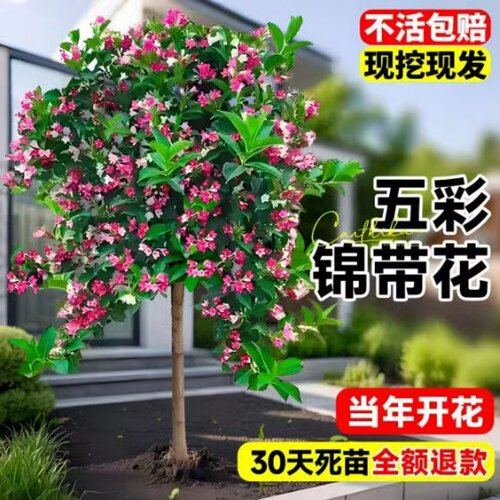 五彩锦带花树苗庭院种植红王子锦带花苗室内盆栽大型庭院绿化苗木