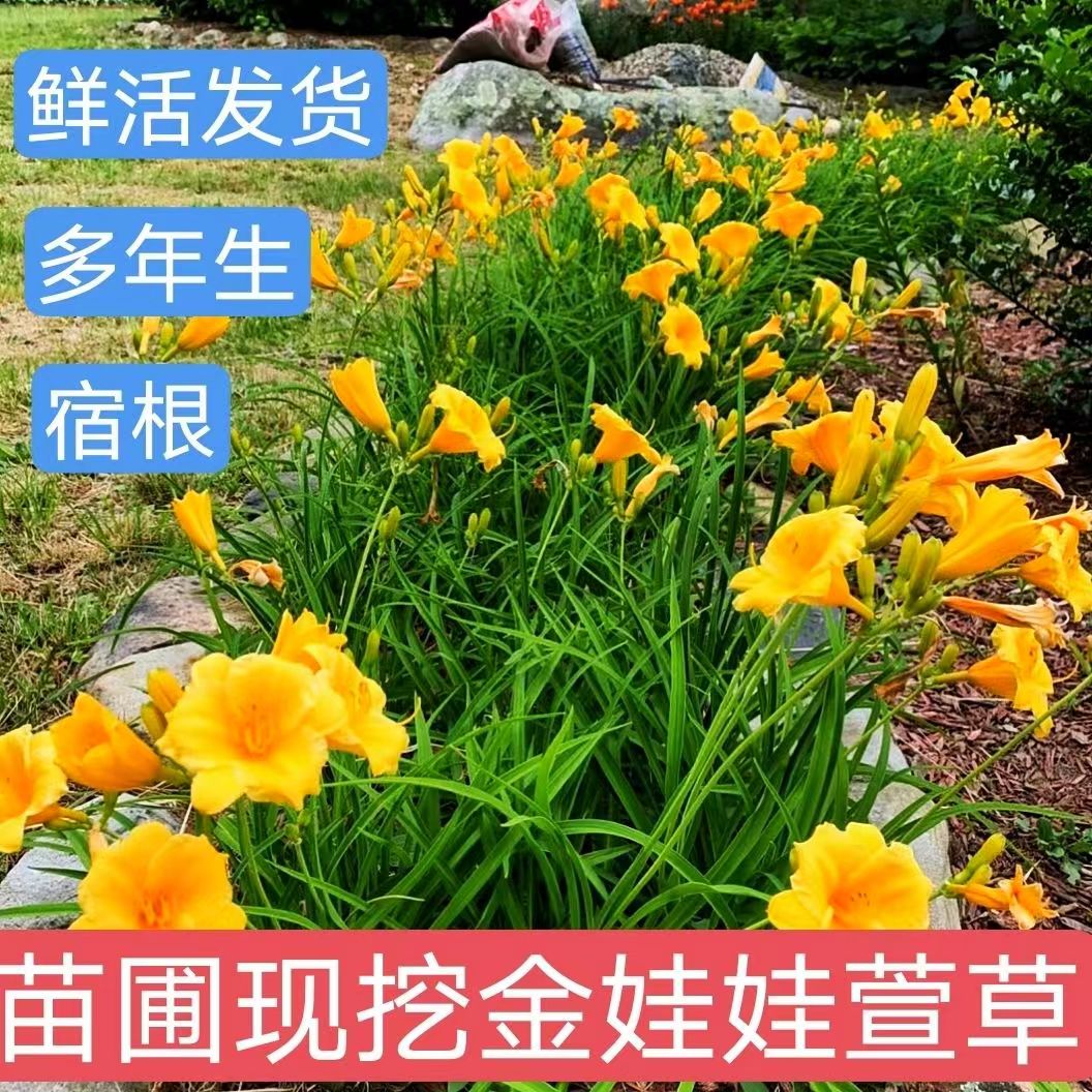 绿化大花忘忧草宿根耐寒金娃娃花苗地被庭院阳台盆栽花卉-封面