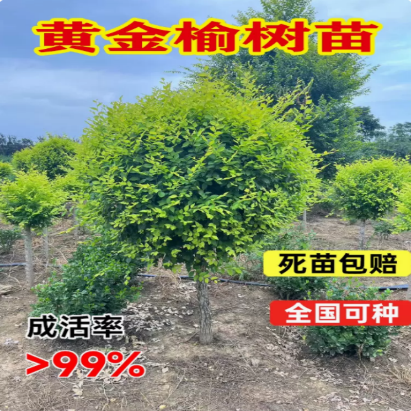 金叶榆树榆钱树金叶垂榆树苗工程园林绿化苗木庭院美化风景树苗