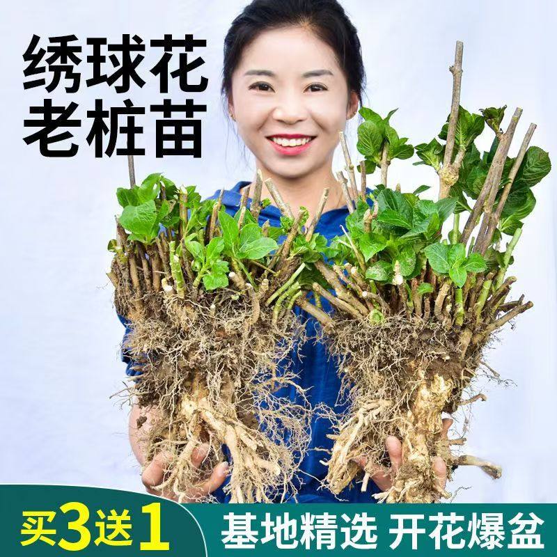 绣球花苗老桩无尽夏绣球花苗室内盆栽花卉植物室内阳台庭院易养活