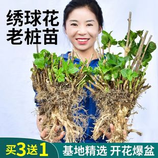 绣球花苗老桩无尽夏绣球花苗室内盆栽花卉植物室内阳台庭院易养活