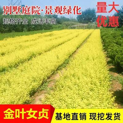 金叶小叶女贞树苗篱笆四季常青庭院植物绿化苗木耐旱耐阴无虫害