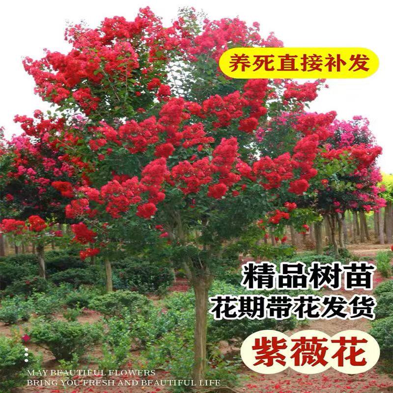 紫薇树苗庭院种植别墅绿化苗红火箭紫薇树苗四季盆栽百日红南北方