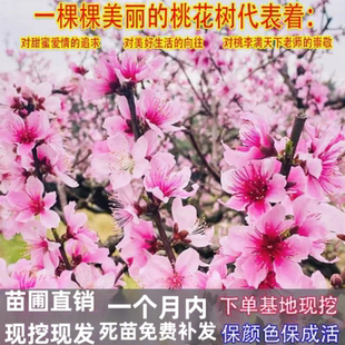 园林绿花苗木庭院观赏树种桃花苗盆栽粉色桃花树苗