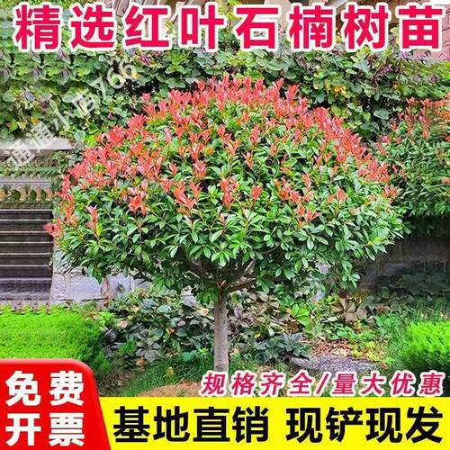 红叶石楠球树苗高杆大树球形小苗庭院园林绿化苗工程室外常青植物