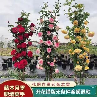 浓香爬藤月季带花苞大苗四季盆栽龙沙宝石庭院爬墙植物藤本蔷薇花