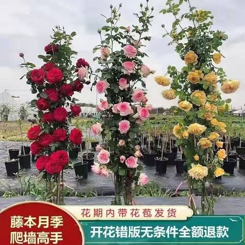 浓香爬藤月季龙沙宝石大苗四季