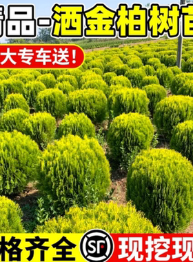 洒金柏树苗松柏苗木盆栽地栽花卉
