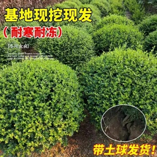 小叶女贞树苗植物围墙篱笆四季常青耐寒庭院绿化女贞球形花卉苗木