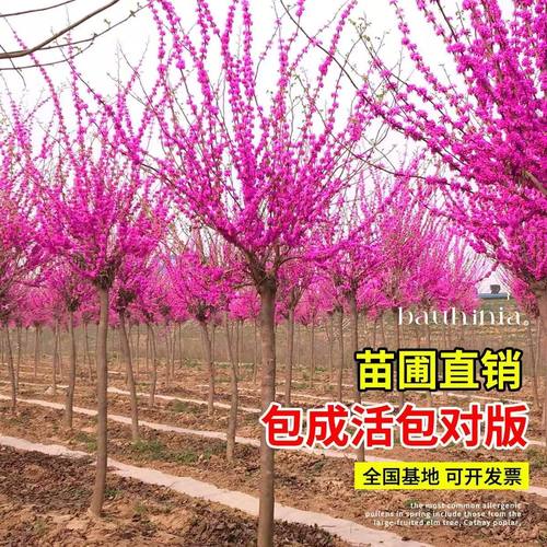 紫荆花树苗室外耐寒花卉植物庭院