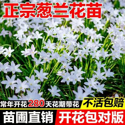 葱兰花苗工程绿化花苗韭兰风雨兰种球花卉葱莲多年生耐寒四季播种