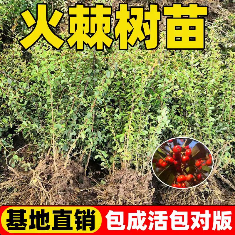 火棘树苗室内好养耐寒花卉植物年宵花红果树苗四季常青微盆景绿植