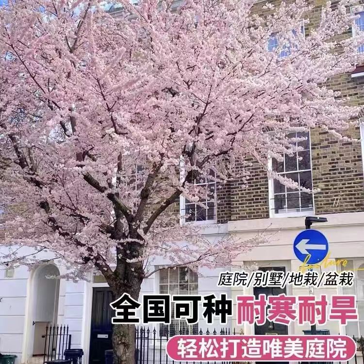 樱花树苗树木庭院大树十大名贵大门口种树门前旺宅树北方室外耐寒