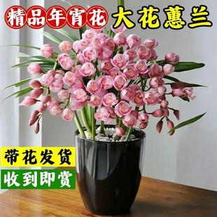 大花蕙兰盆栽带花苞四季常青绿植盆景客厅办公室桌面好养春节鲜花