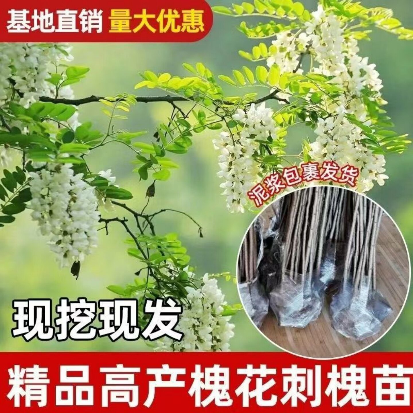 洋槐树苗 洋槐花树 庭院行道刺槐树槐树苗槐花树苗槐树花苗可食用