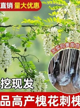 洋槐树苗 洋槐花树 庭院行道刺槐树槐树苗槐花树苗槐树花苗可食用