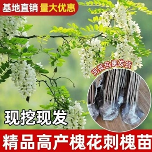 洋槐树苗 洋槐花树 庭院行道刺槐树槐树苗槐花树苗槐树花苗可食用