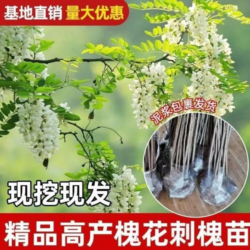 洋槐树苗 洋槐花树 庭院行道刺槐树槐树苗槐花树苗槐树花苗可食用