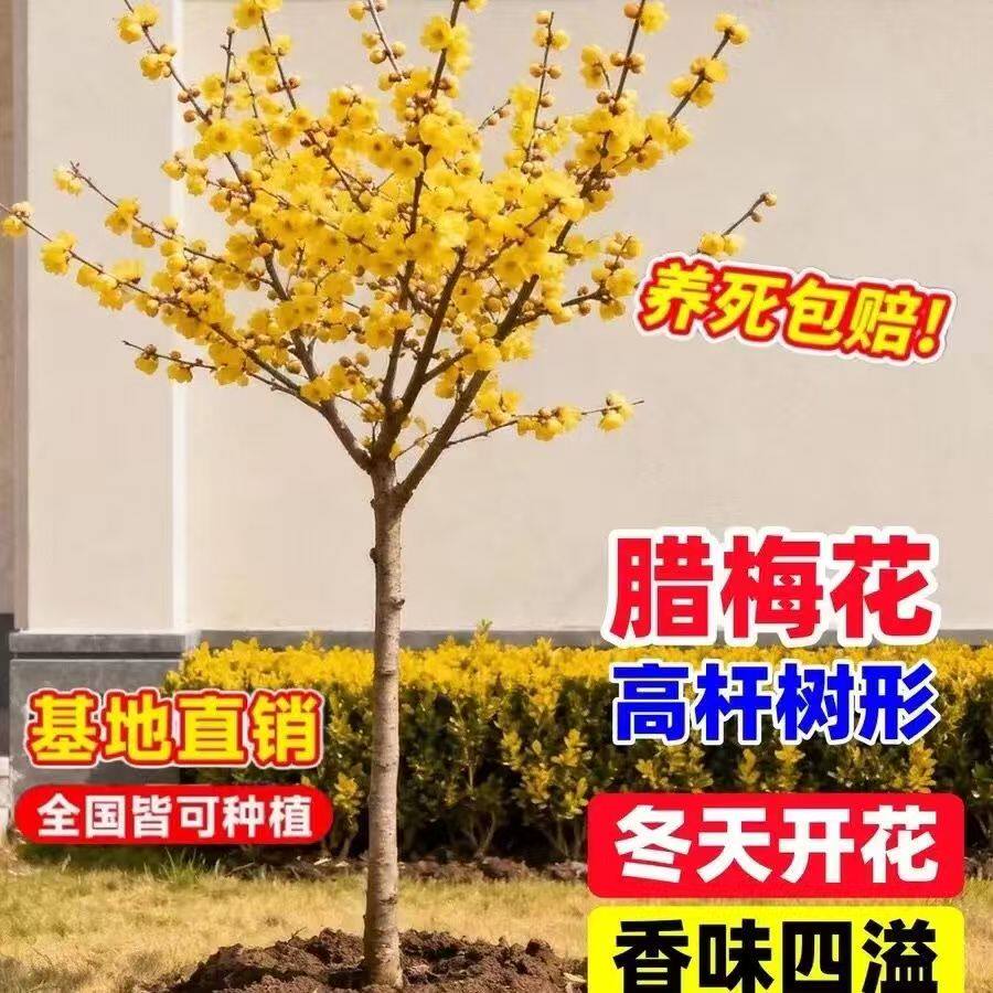 高杆腊梅浓香树苗庭院耐寒风景树植物原生独杆素心腊梅树腊梅花苗