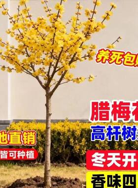 高杆腊梅浓香树苗庭院耐寒风景树植物原生独杆素心腊梅树腊梅花苗
