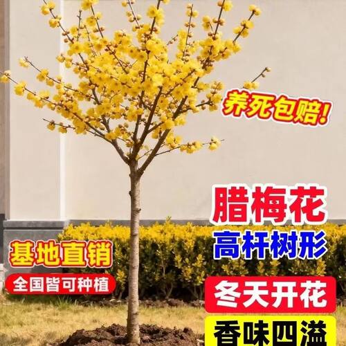 高杆腊梅浓香树苗庭院耐寒风景树植物原生独杆素心腊梅树腊梅花苗
