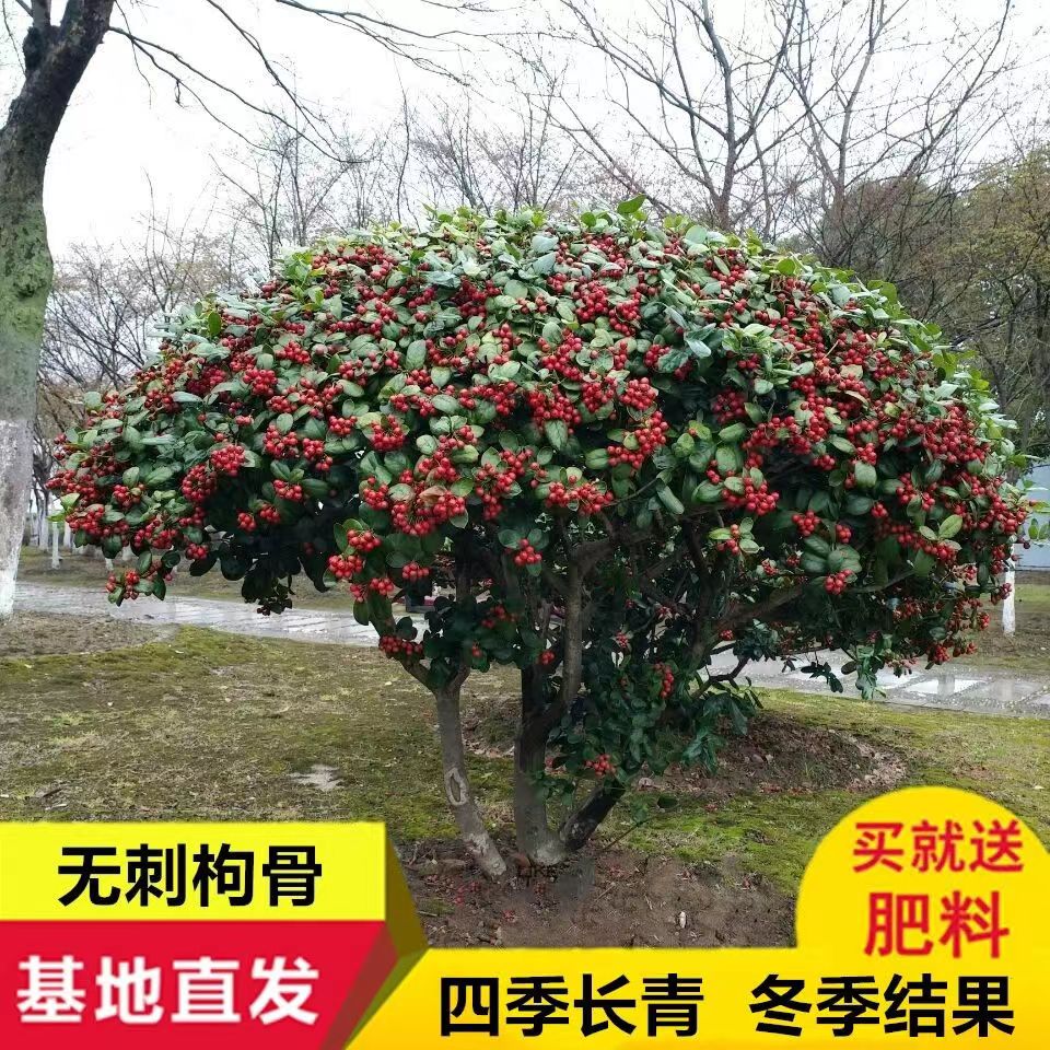 无刺枸骨树苗构骨球鸿运果树苗四季常青北方庭院花卉耐寒绿化苗木