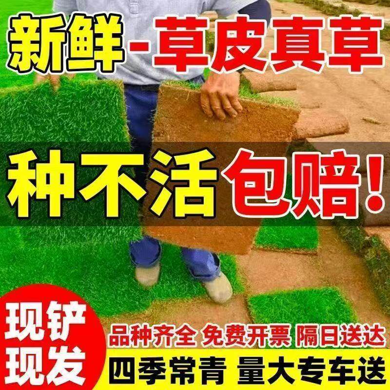 草皮真草坪带泥土别墅花园绿化马尼拉四季青果岭草易活耐践踏