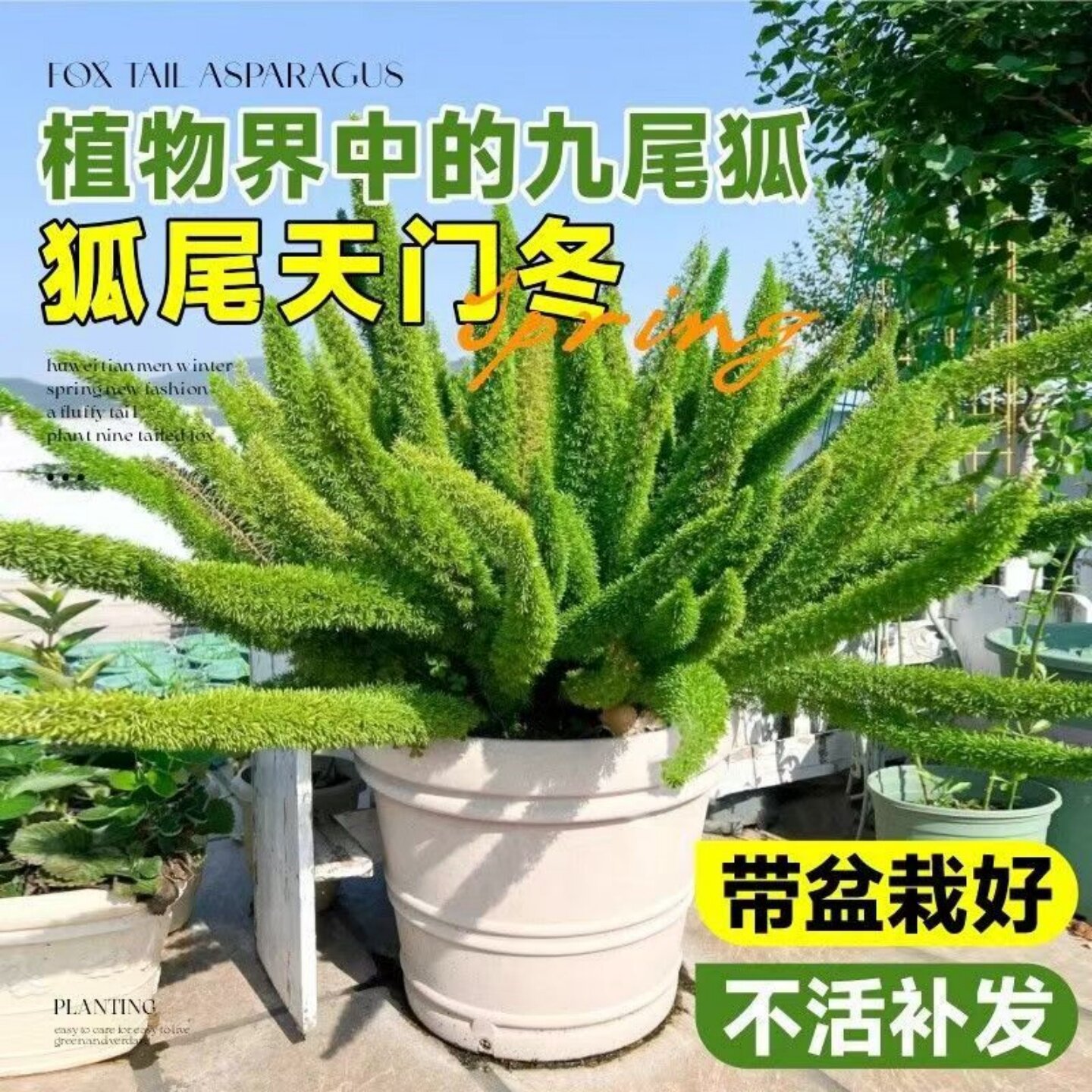 狐尾天门冬盆栽地栽植物庭院阳台绿植狐尾草四季常青花卉好养耐热
