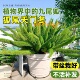 狐尾天门冬盆栽地栽植物庭院阳台绿植狐尾草四季 常青花卉好养耐热