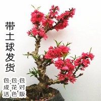 庭院植物寿星桃苗盆栽重瓣桃花盆景嫁接桃树苗红花碧桃苗耐寒花卉