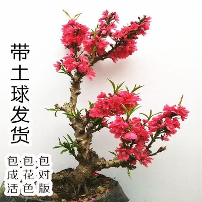 庭院植物寿星桃苗盆栽重瓣桃花盆景嫁接桃树苗红花碧桃苗耐寒花卉