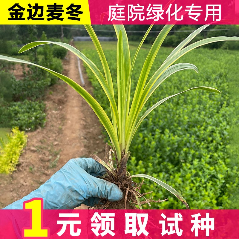 金边麦冬草苗玉龙草细叶麦冬日本矮麦冬草庭院绿化工程植物基地色