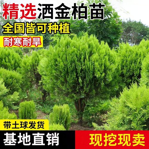 洒金柏树苗盆栽地栽洒金柏球黄金
