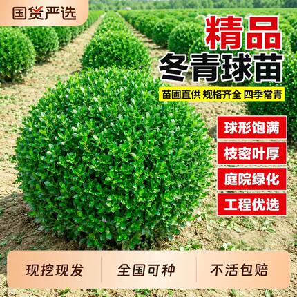 龟甲冬青树苗龟甲冬青球小叶冬青球四季常青庭院绿化苗景观造型苗