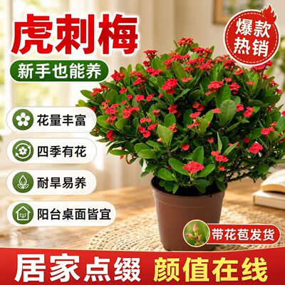 四季开花虎刺梅阳台庭院开花盆栽