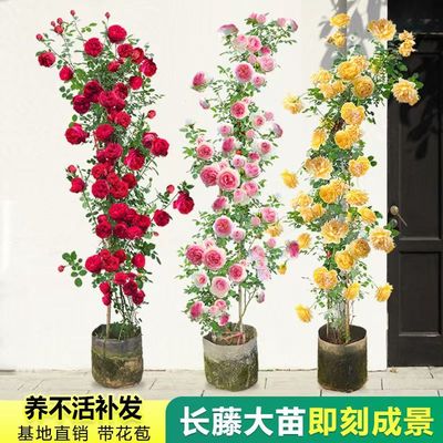 浓香爬藤月季带花苞大苗四季盆栽龙沙宝石庭院爬墙植物藤本蔷薇花