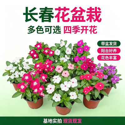 长春花盆栽带花苞观花五叶梅庭院
