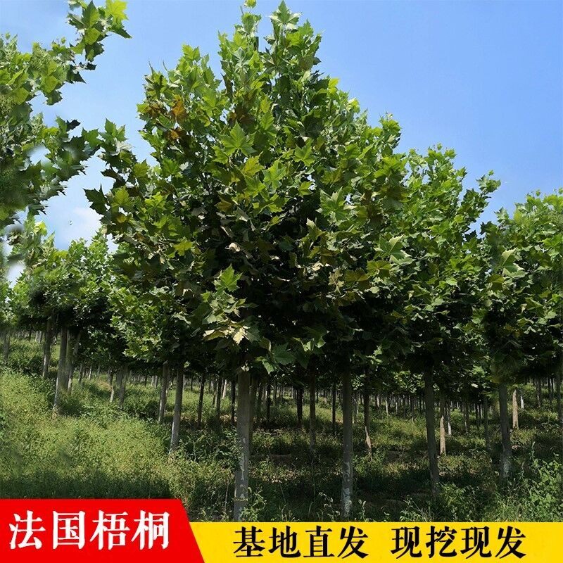 青桐树苗中国梧桐树法国梧桐树苗耐寒庭院观赏风景树行道绿化苗木