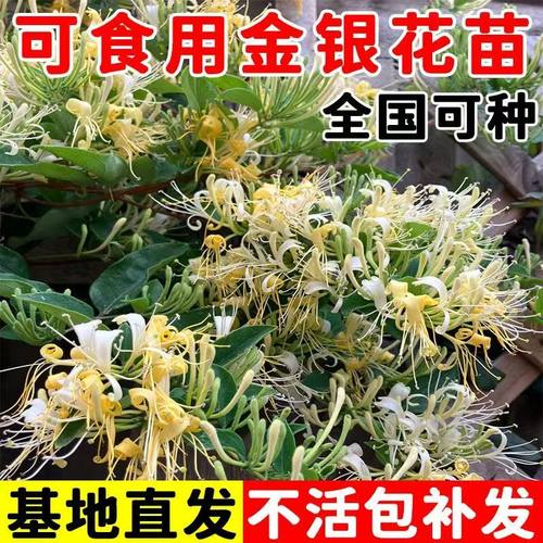 金银花树苗四季药用爬藤老桩红色
