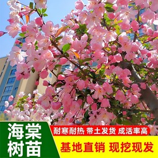 庭院海棠树苗绿化盆栽耐寒植物室外四季开花垂丝西府北美海棠花树